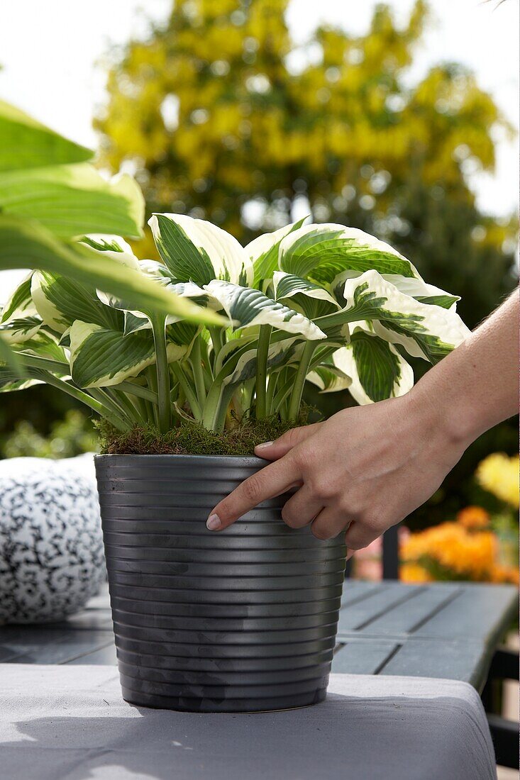 Hand touching hosta in pot