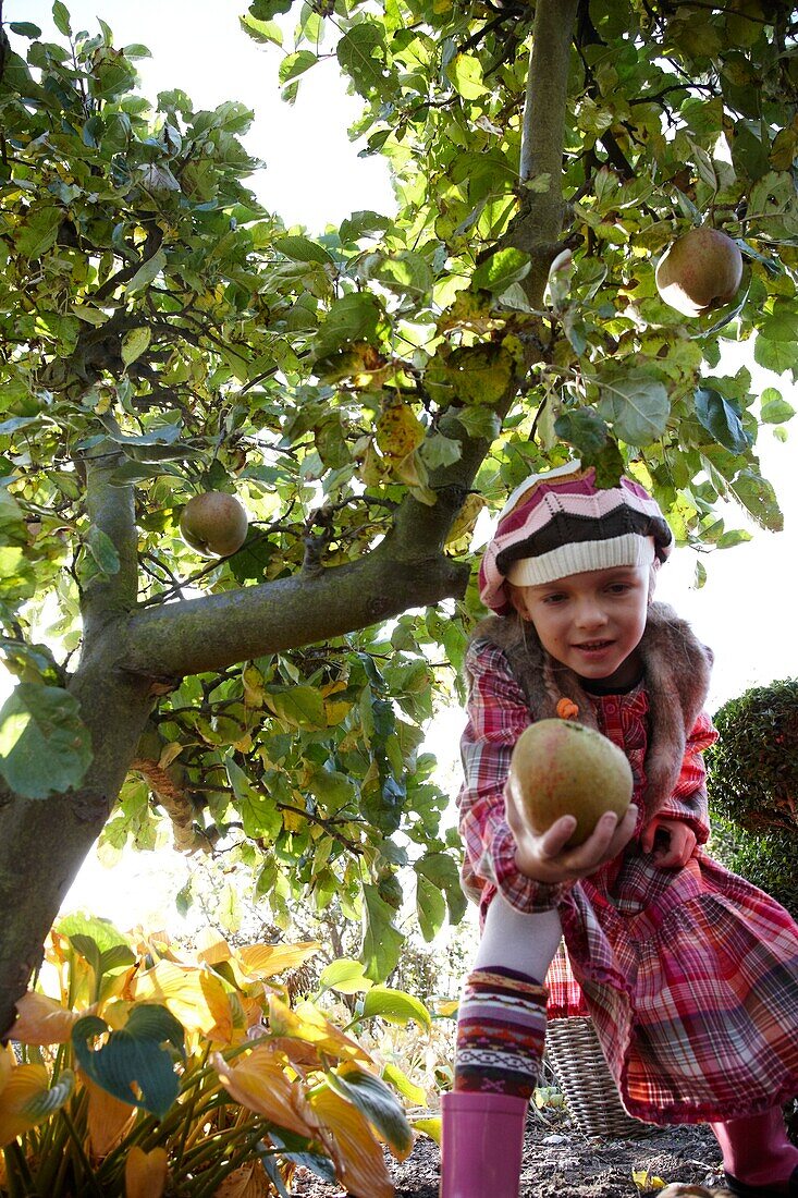 Girl collecting apples