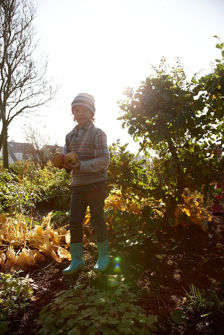 Boy collecting apples