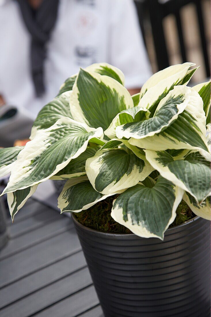 Hosta auf Gartentisch