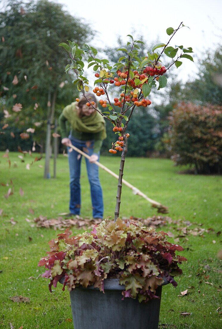 Crab apple on pot