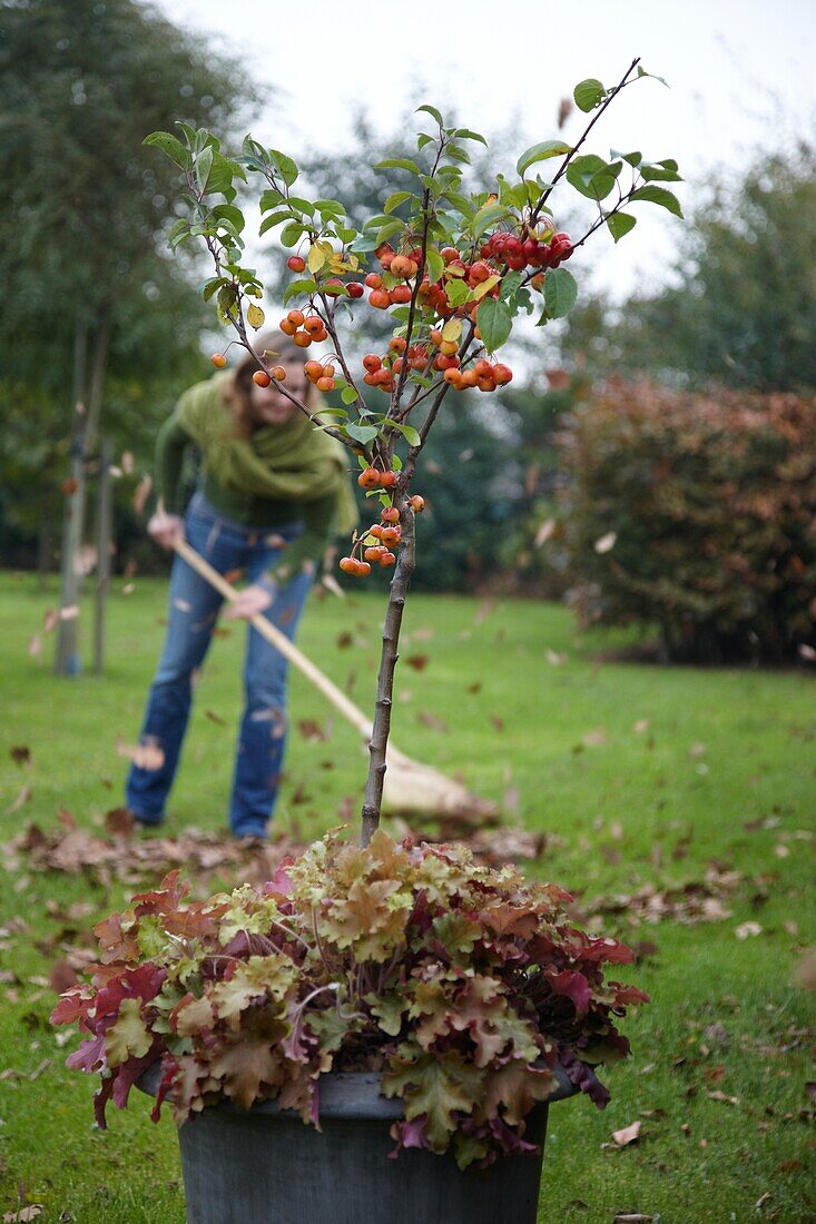 Crab apple on pot