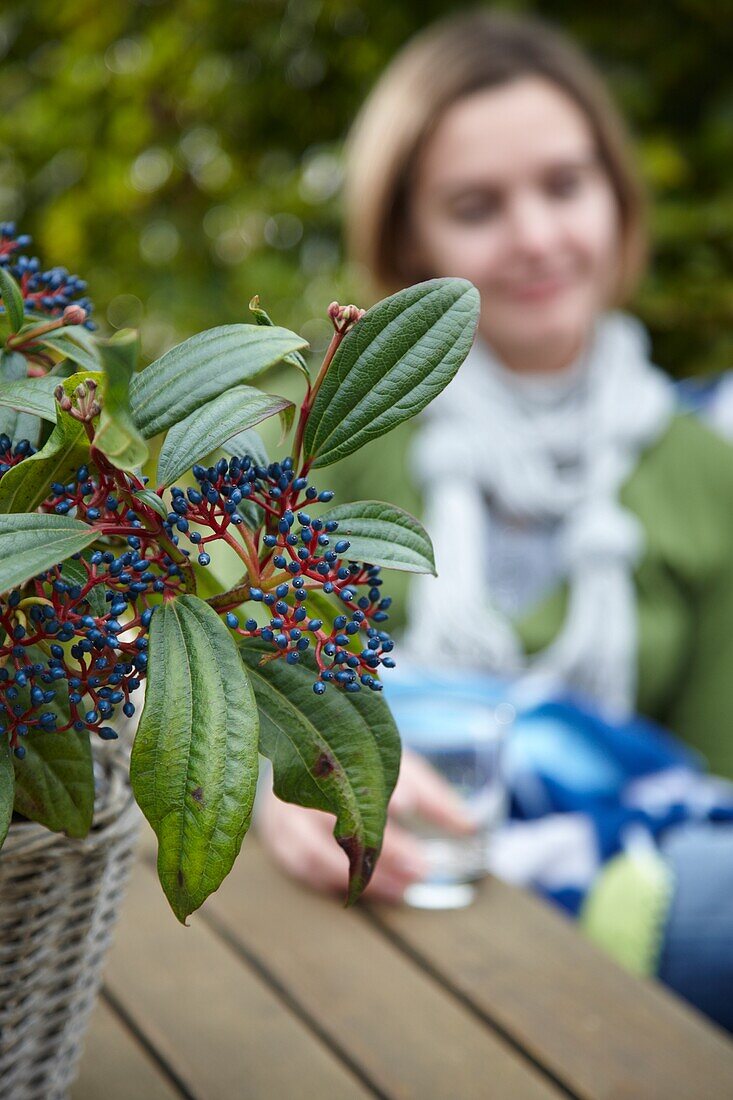 Viburnum auf dem Gartentisch