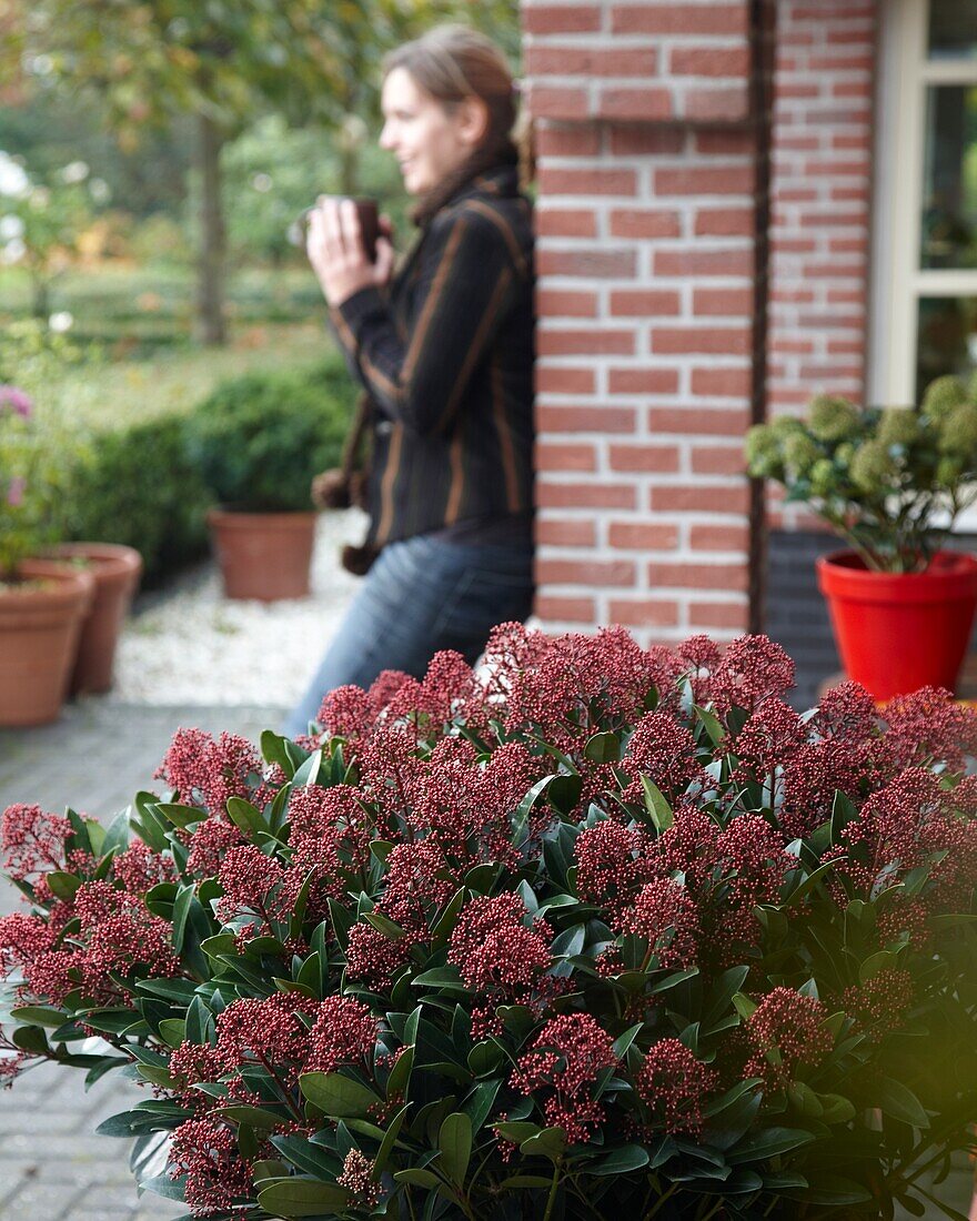 Skimmia japonica