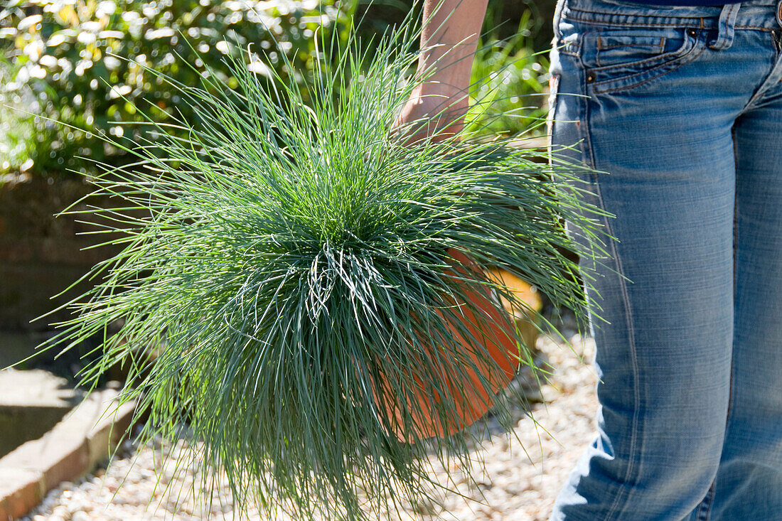 Festuca glauca Intense Blue