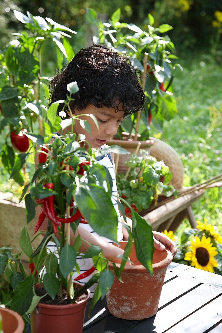 Boy planting vegetable plants