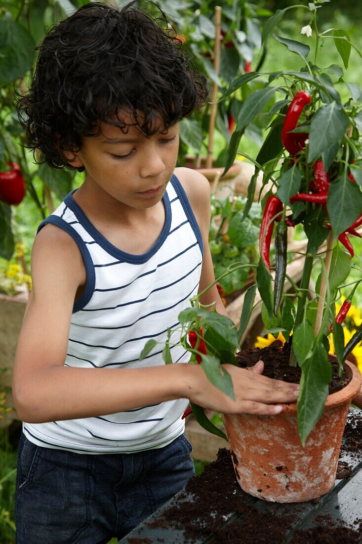 Boy planting Capsicum annuum