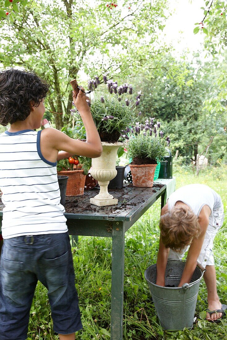 Children planting lavender