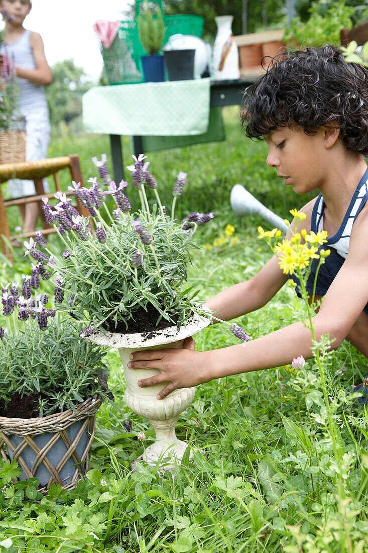 Boy planting lavender