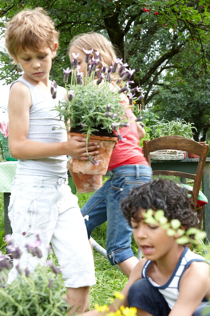 Boy with lavender