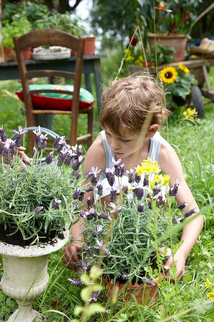 Boy planting lavender