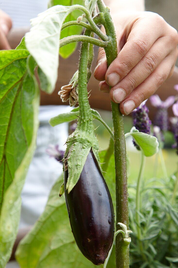 Boy touching aubergine plant