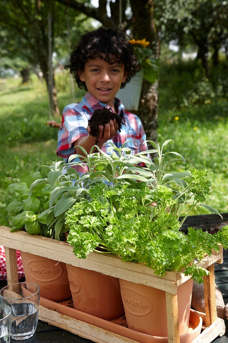 Junge pflanzt Kräuter in einen Topf