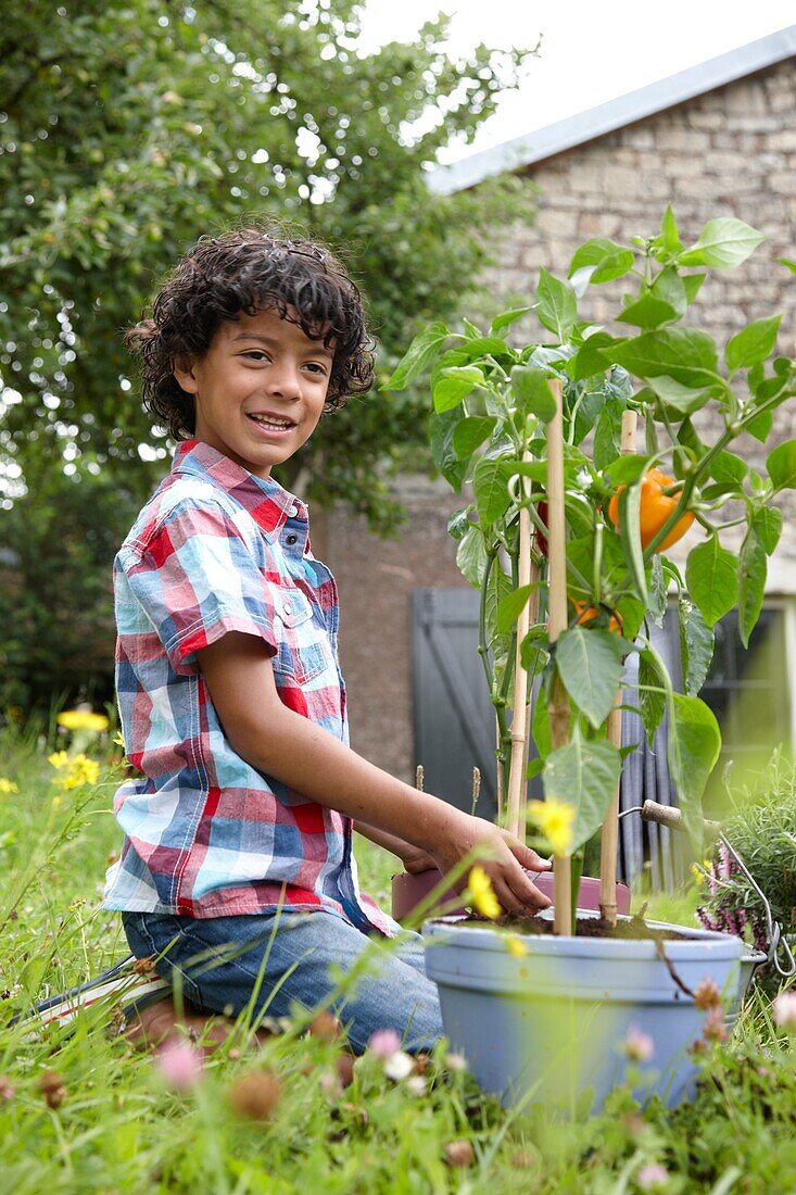 Junge pflanzt Capsicum annuum