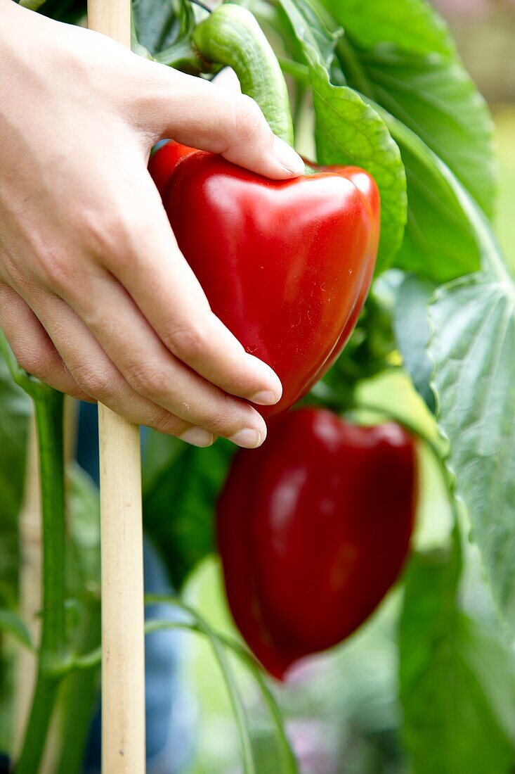 Paprika annuum