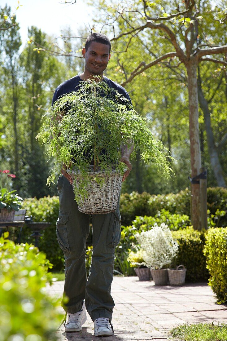 Man carrying Acer palmatum