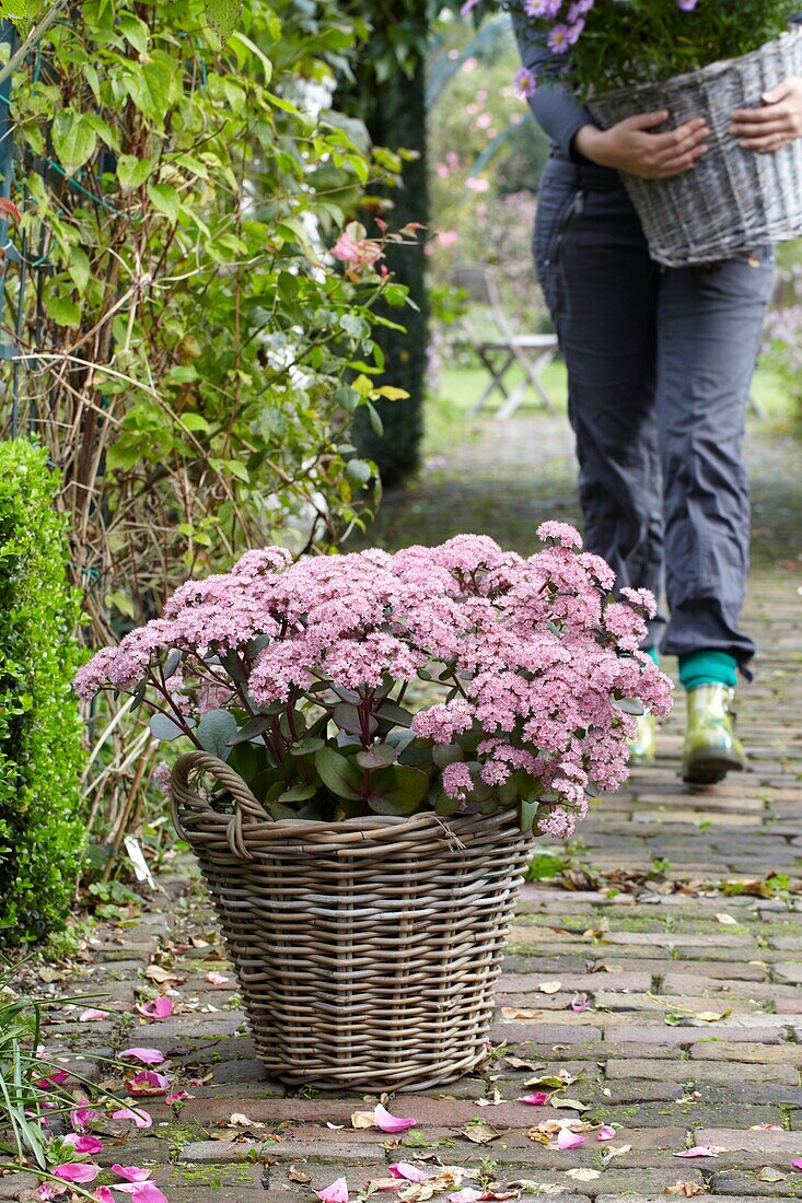 Sedum matrona