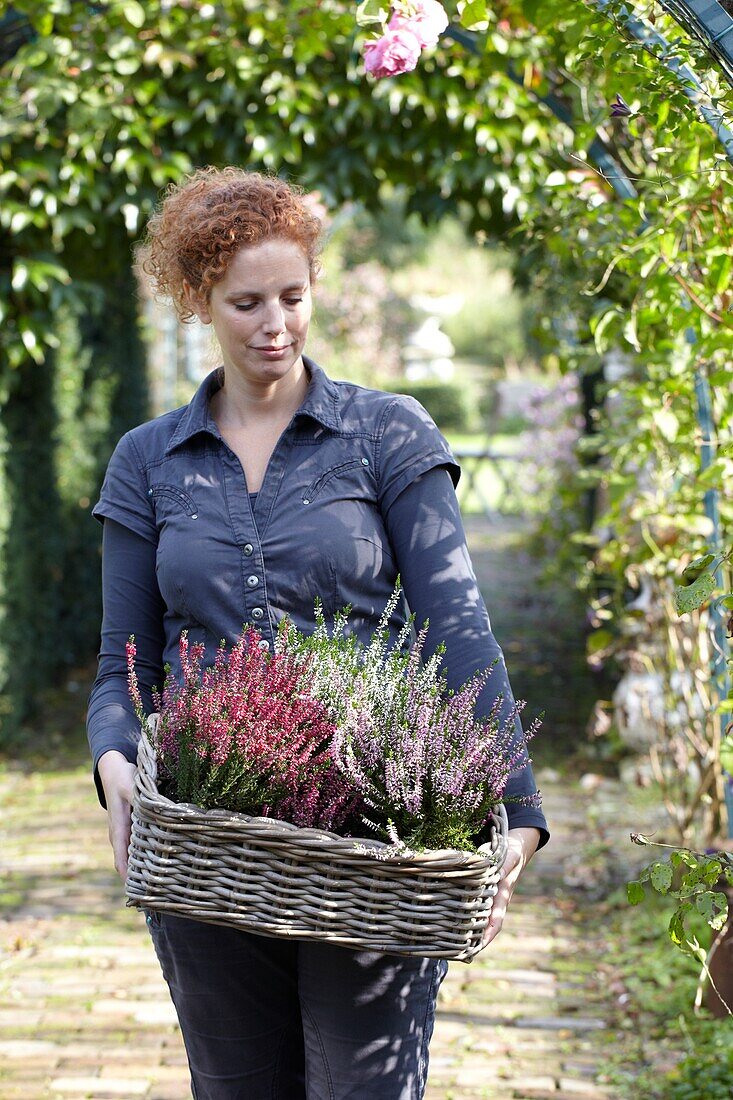 Frau hält Korb mit Calluna vulgaris