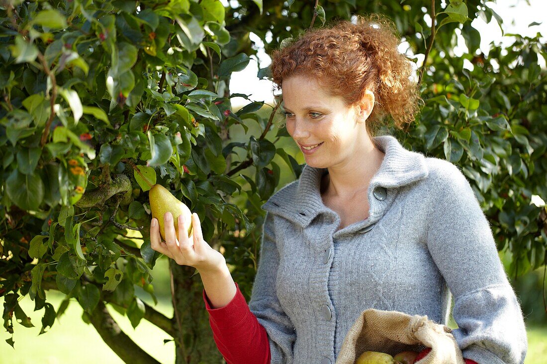 Frau erntet Birnen vom Baum