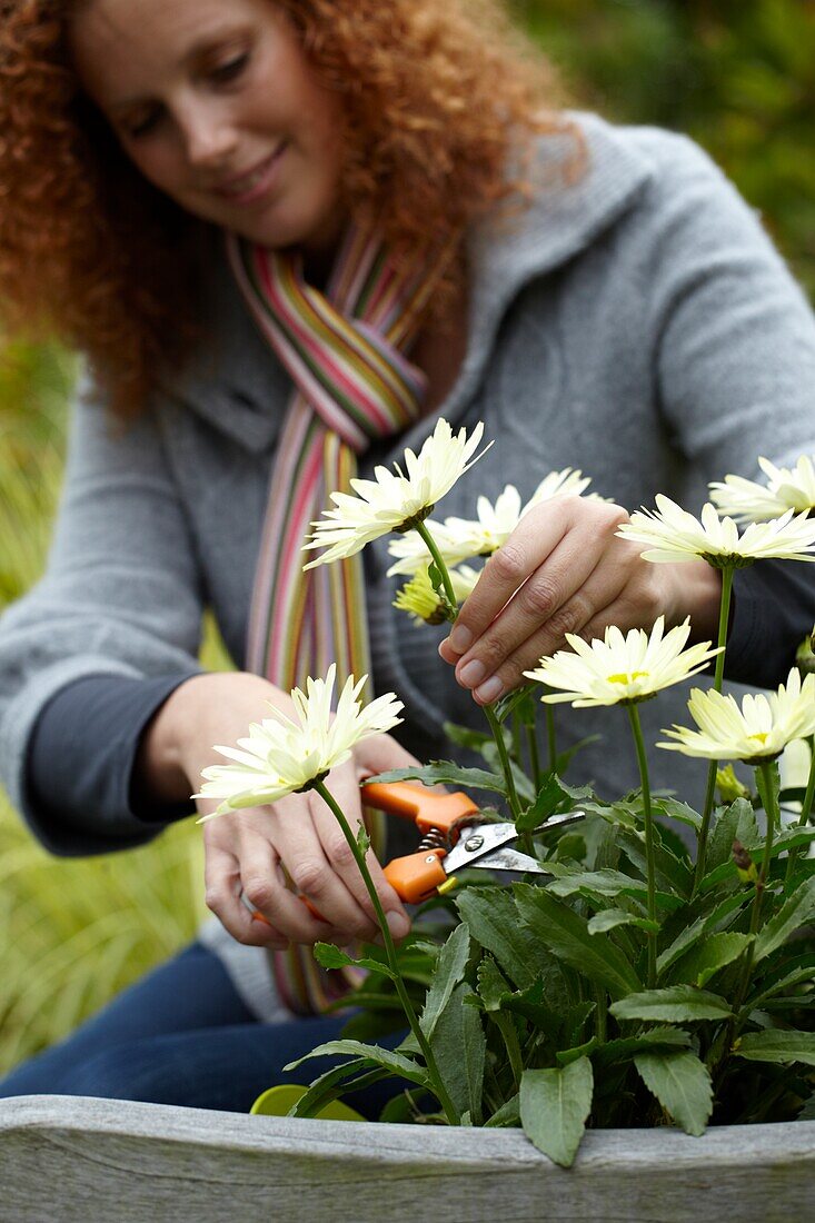 Frau schneidet Leucanthemum maximum