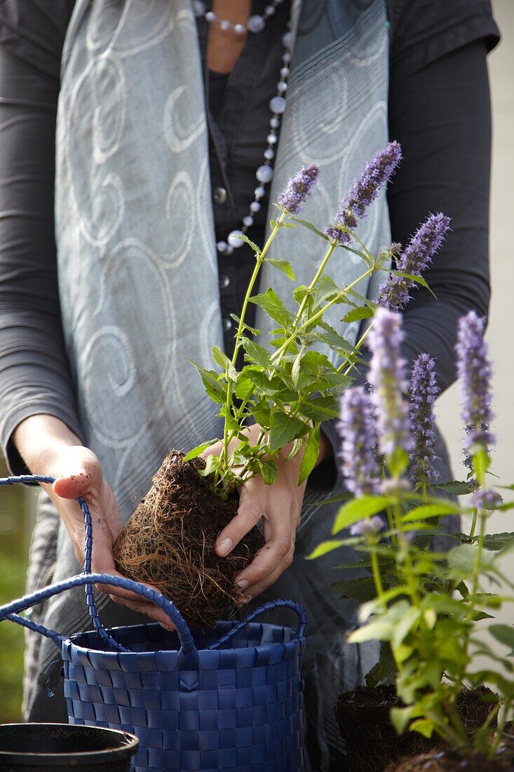 Woman planting Agastache Blue Fortune