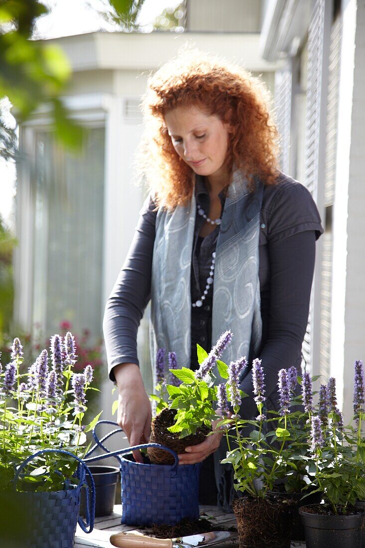 Woman planting Agastache Blue Fortune