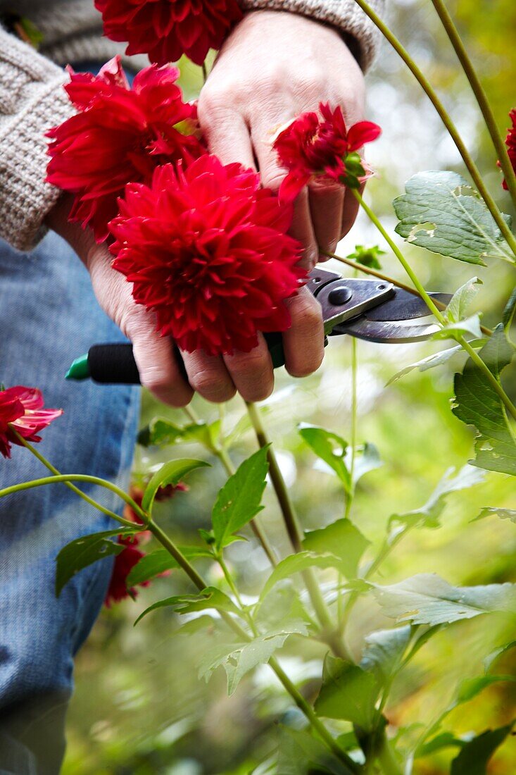 Gardener cutting dahlias