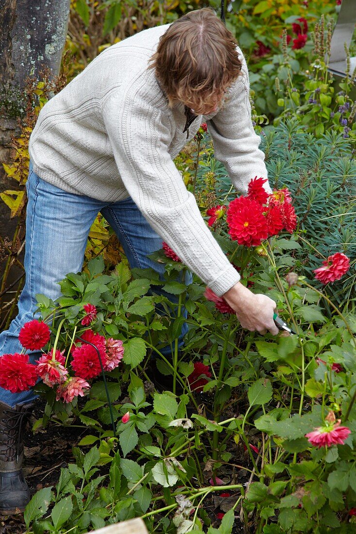 Gardener cutting dahlias