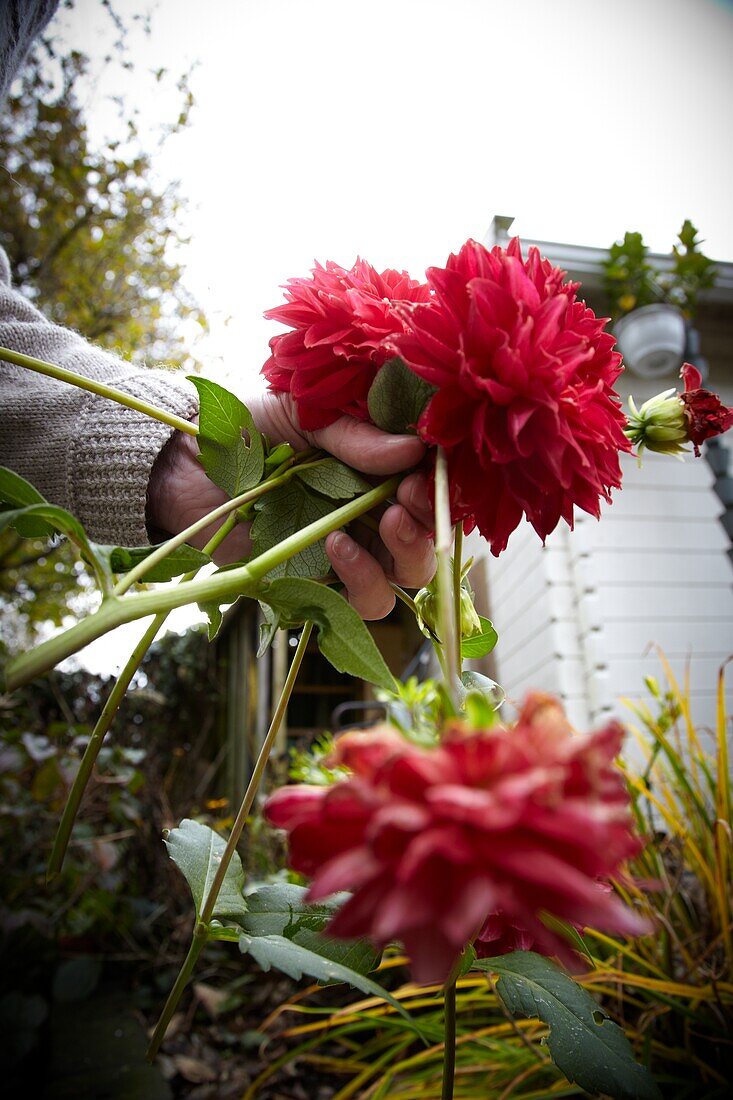 Gardener cutting dahlias