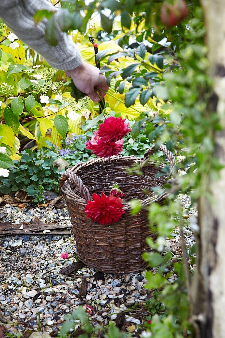 Gardener cutting dahlias