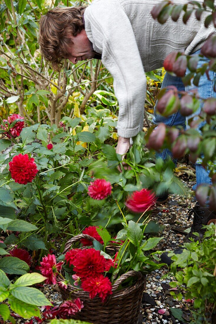 Gardener cutting dahlias