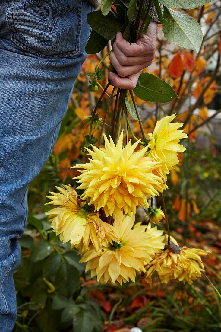 Gardener cutting dahlias