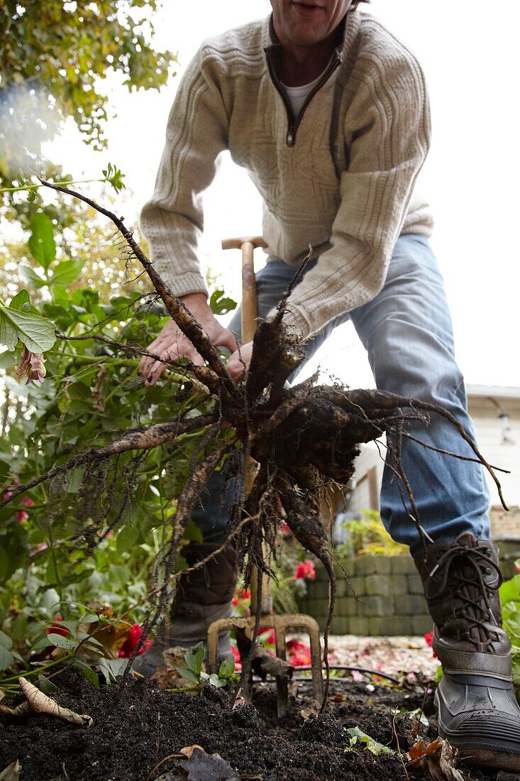 Lifting dahlia bulbs