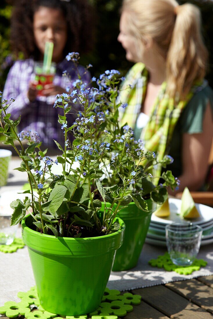 Pot with Brunnera