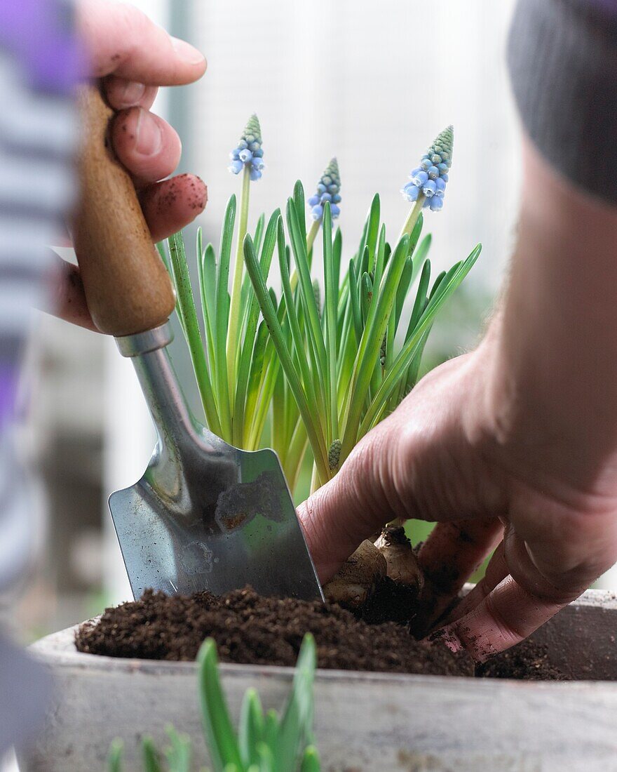 Planting spring container