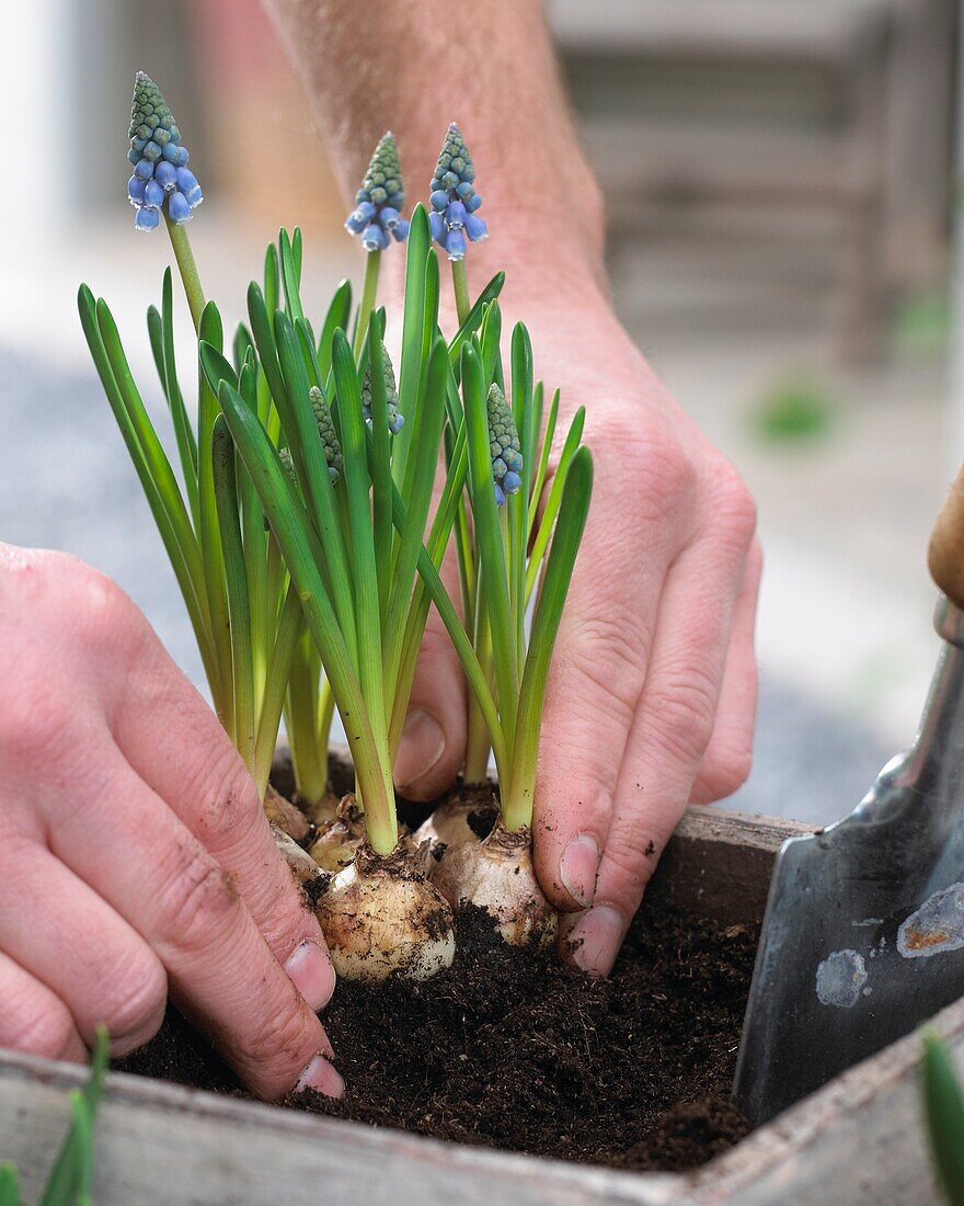 Planting spring container