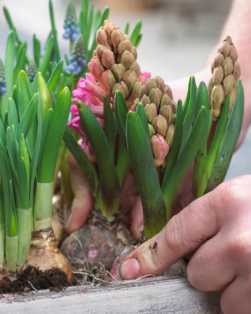 Planting spring container