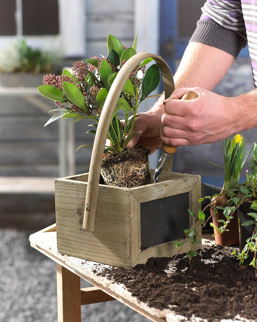 Planting spring container