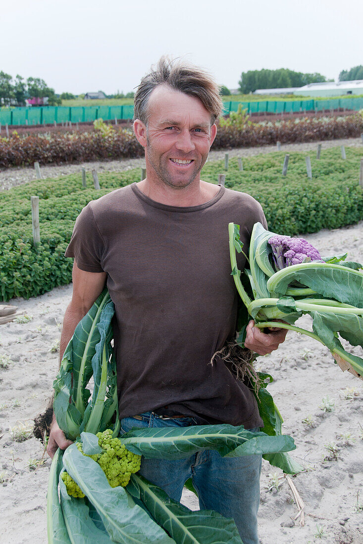 Brassica oleracea var. botrytis