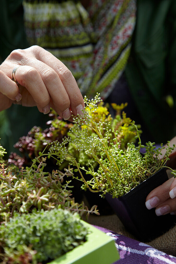 Woman planting succulents