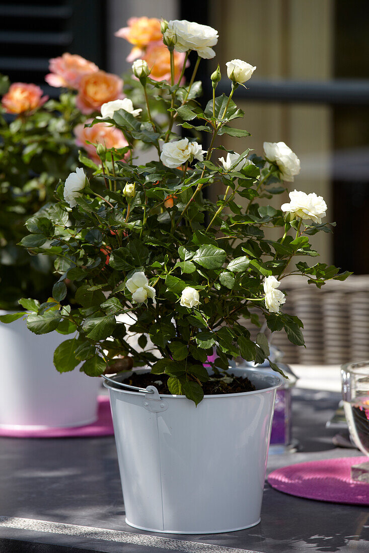 Topfrose auf dem Gartentisch