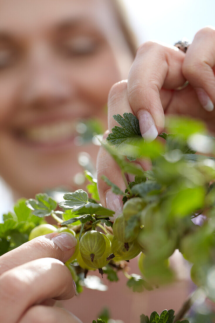 Woman touching gooseberry