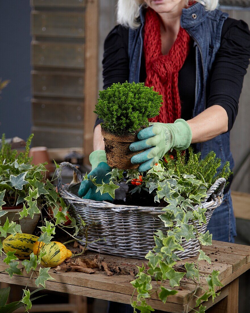 Planting winter container