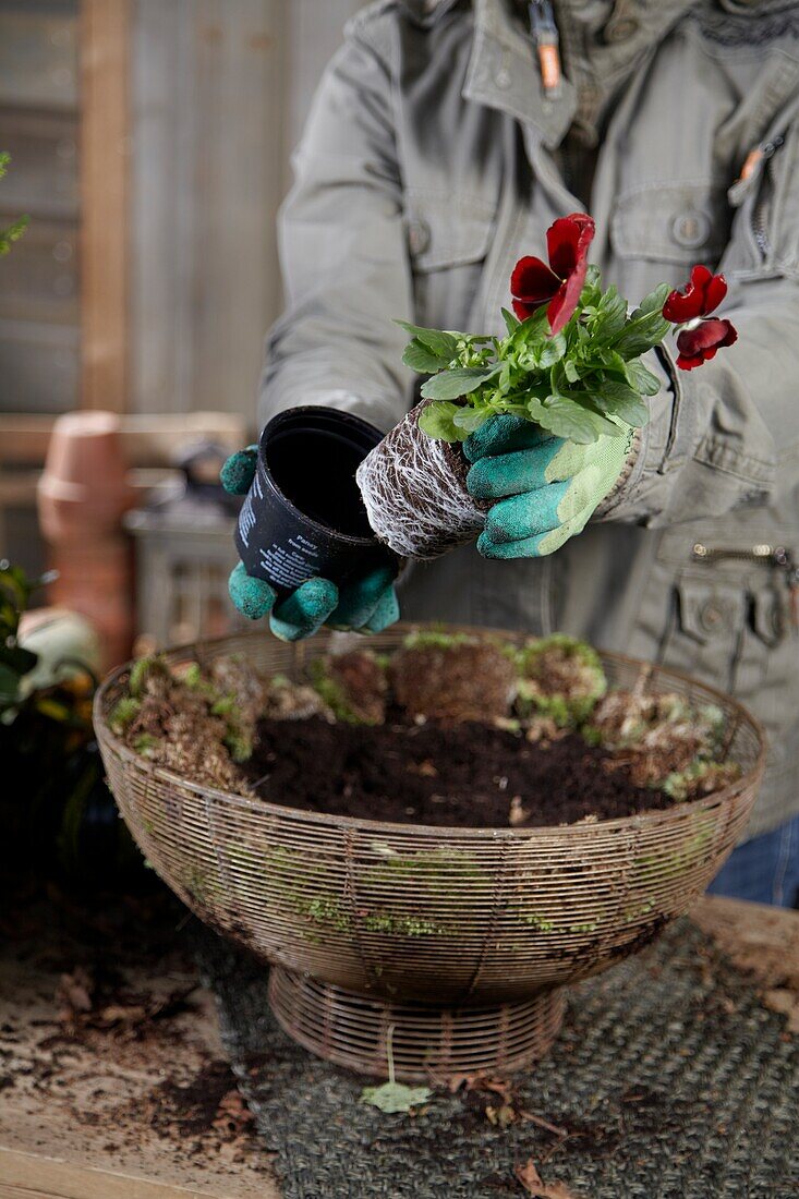 Planting winter container