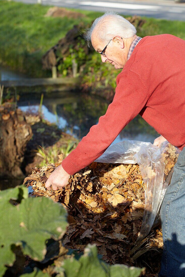 Bedecken von Gunnera manicata