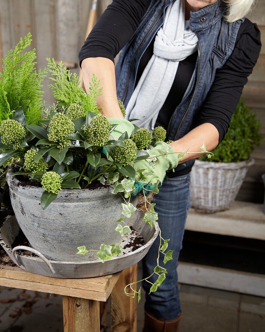 Planting winter container