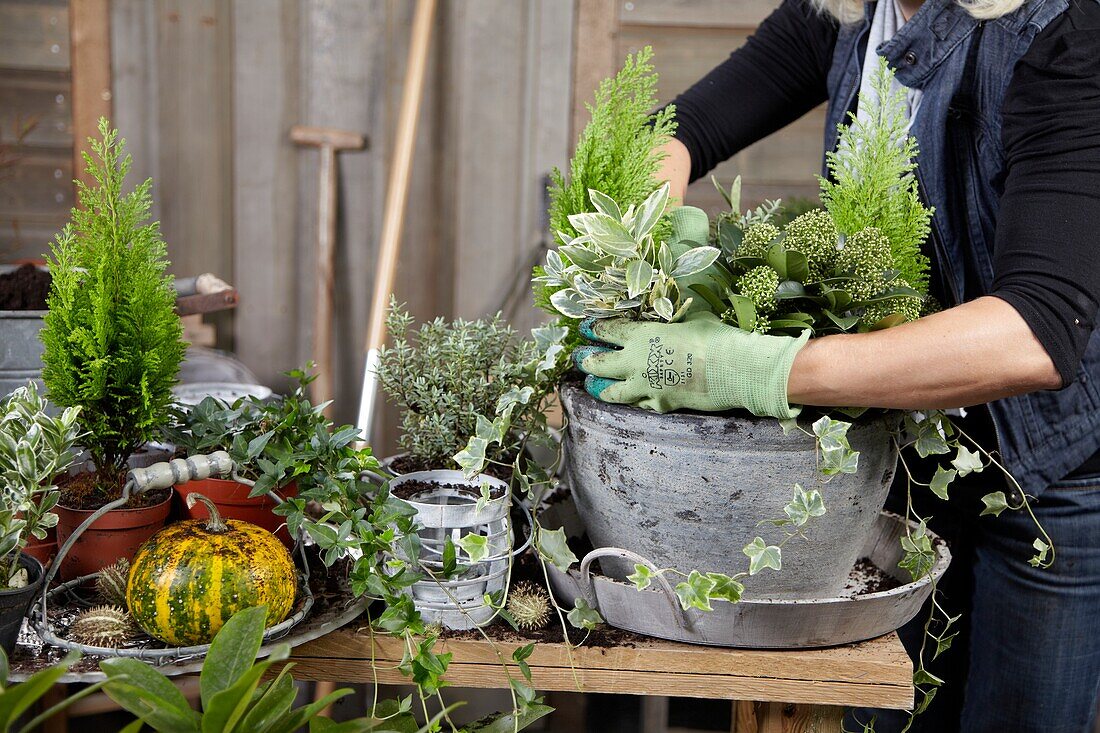 Planting winter container