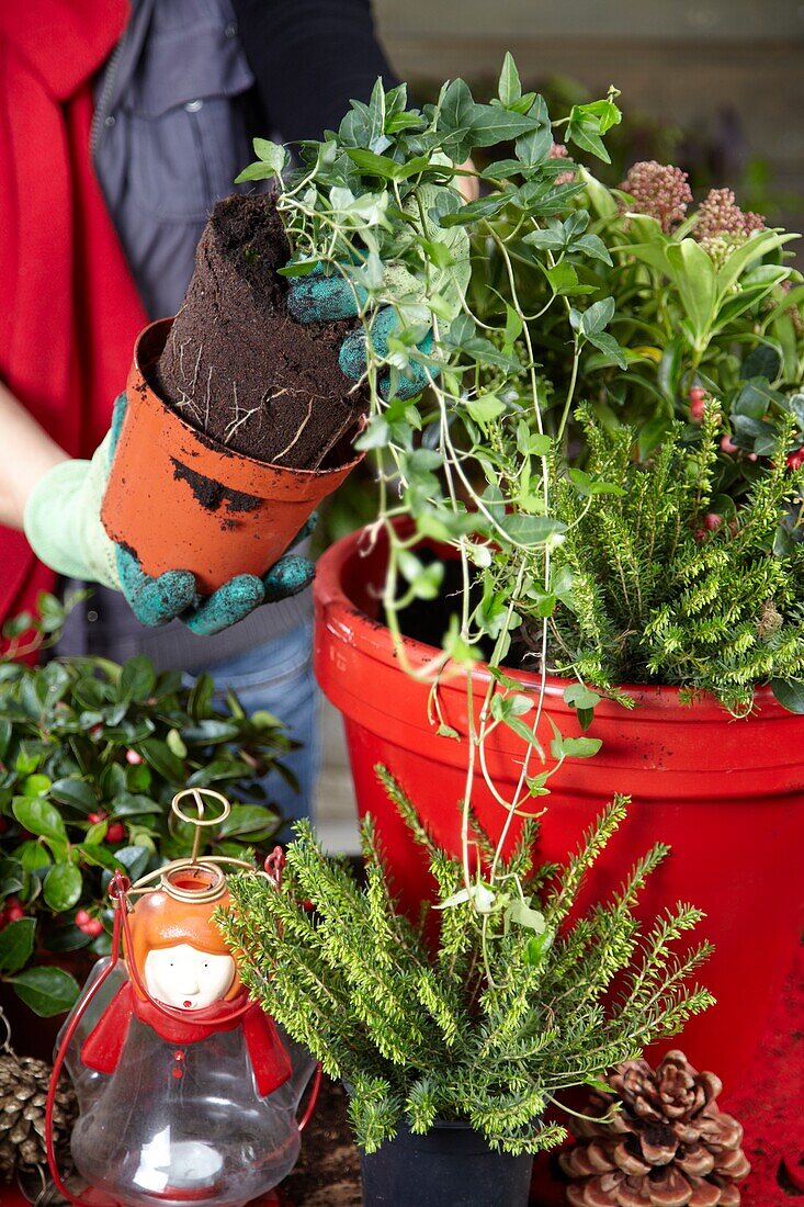 Planting winter container