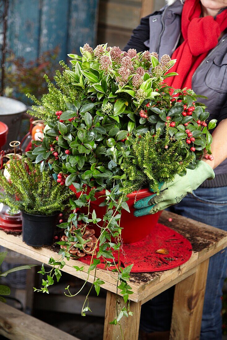 Planting winter container