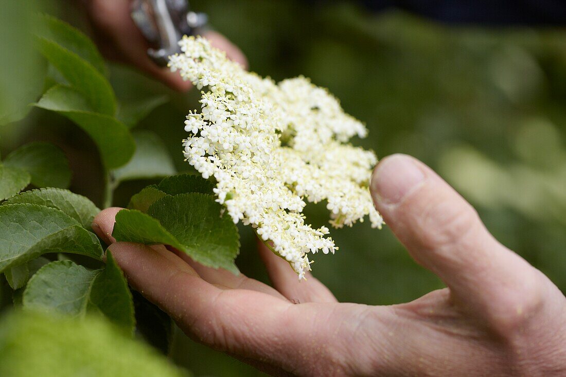 Collecting elderflowers